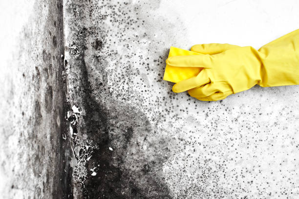 Reliable Clinton, NC Mold Removal Solutions