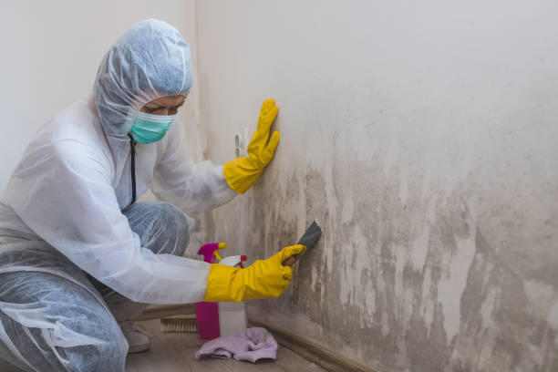 Best Office Mold Removal Services  in Clinton, NC