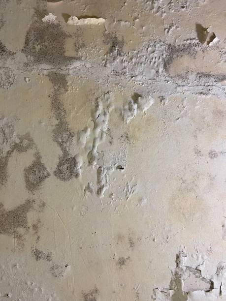 Best Same-Day Mold Removal  in Clinton, NC
