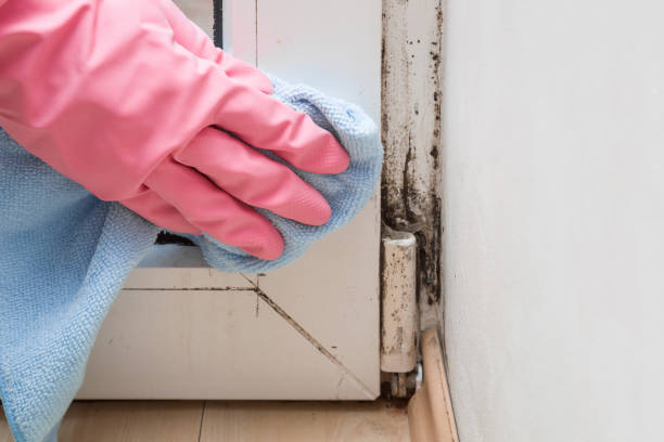 Best Affordable Mold Removal  in Clinton, NC