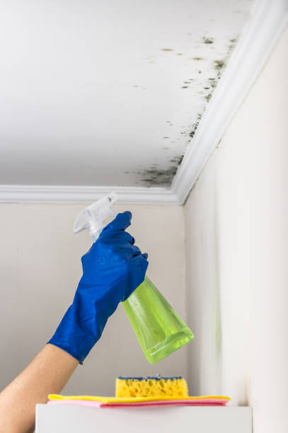 Best Residential Mold Removal  in Clinton, NC